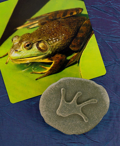 Empreintes animaux de la Forêt - A la découverte Lot de 8 pierres Yellow Door