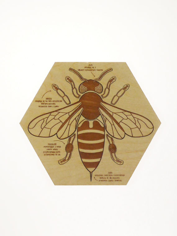 Puzzle en bois Anatomie de l'abeille Stuka Puka