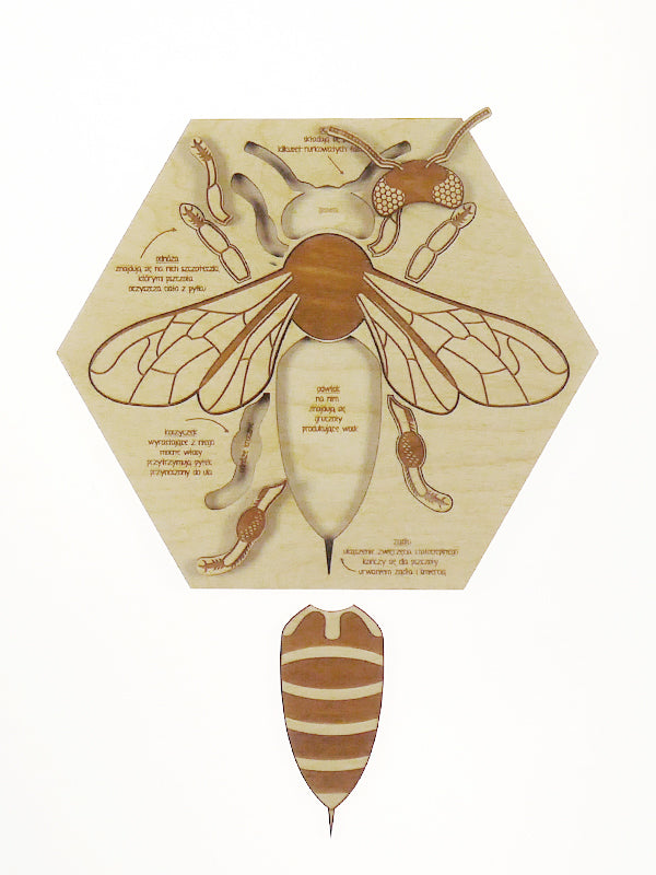 Puzzle en bois Anatomie de l'abeille Stuka Puka