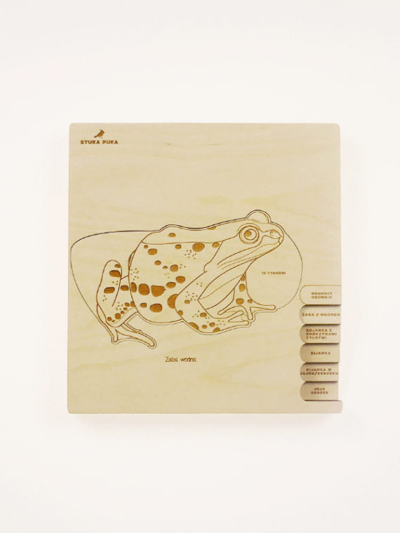 Puzzle multicouches le Cycle de vie de la grenouille Stuka Puka